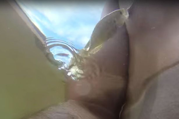 ���������������º���Ӿ��һ��С�����ҧ��ͷ���ɿ�