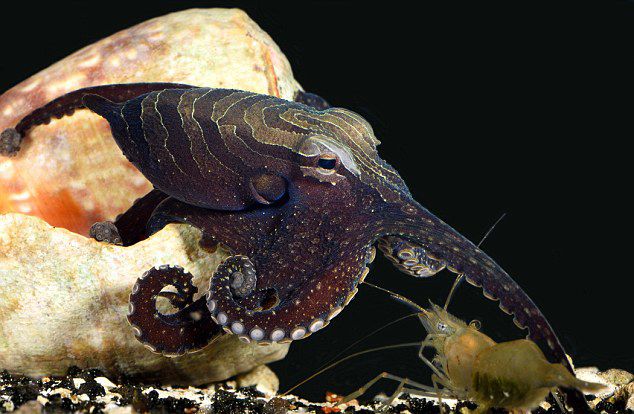 太平洋条纹大章鱼巧妙捕食:轻拍虾背使猎物正中下怀