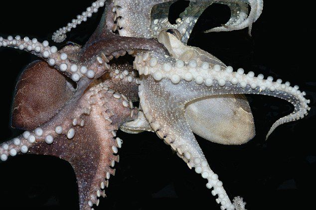 太平洋条纹大章鱼巧妙捕食:轻拍虾背使猎物正中下怀