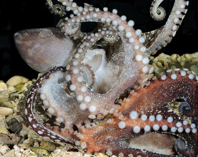 太平洋条纹大章鱼巧妙捕食:轻拍虾背使猎物正中下怀