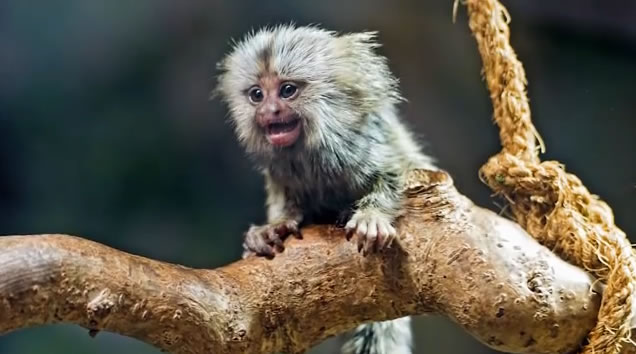 绒猴宝宝似乎也会认真地听父母“说话”