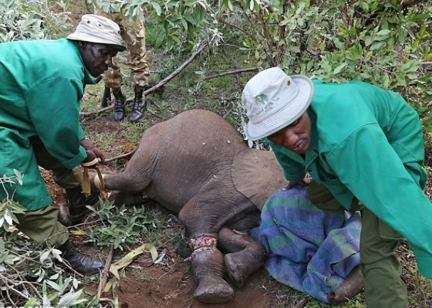 肯尼亚小象被捕兽器夹脚险死 终得保育组织拯救