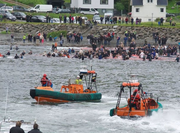 民众将鲸鱼赶往岸边