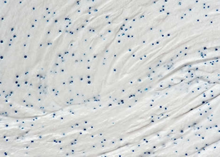 加拿大最新科学研究指出洗洁品塑胶微粒危害人体污染环境