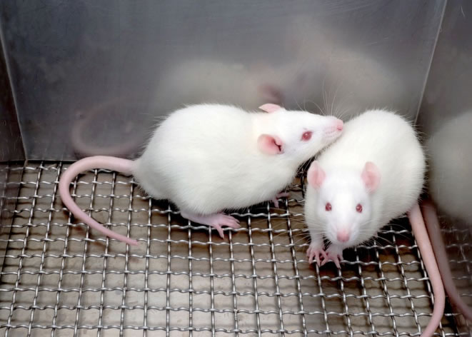 研究人员透过抑制老鼠体内的PDE4B物质,令它们变得更聪明和更大胆。