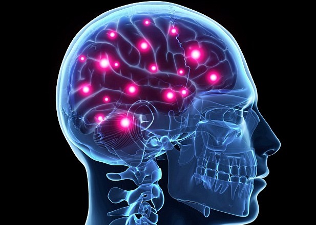 研究人员称,研究结果有助开发治疗早老性痴呆症等脑部失调的药物。