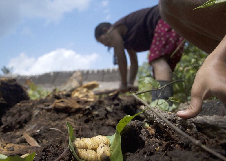 妇女寻找更多肥大的毛虫食用