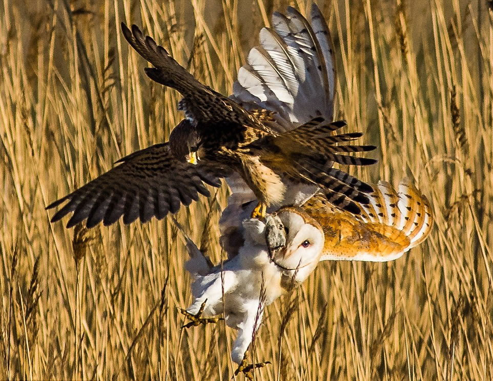 一只仓鸮和茶隼在诺森伯兰郡上演争食大战