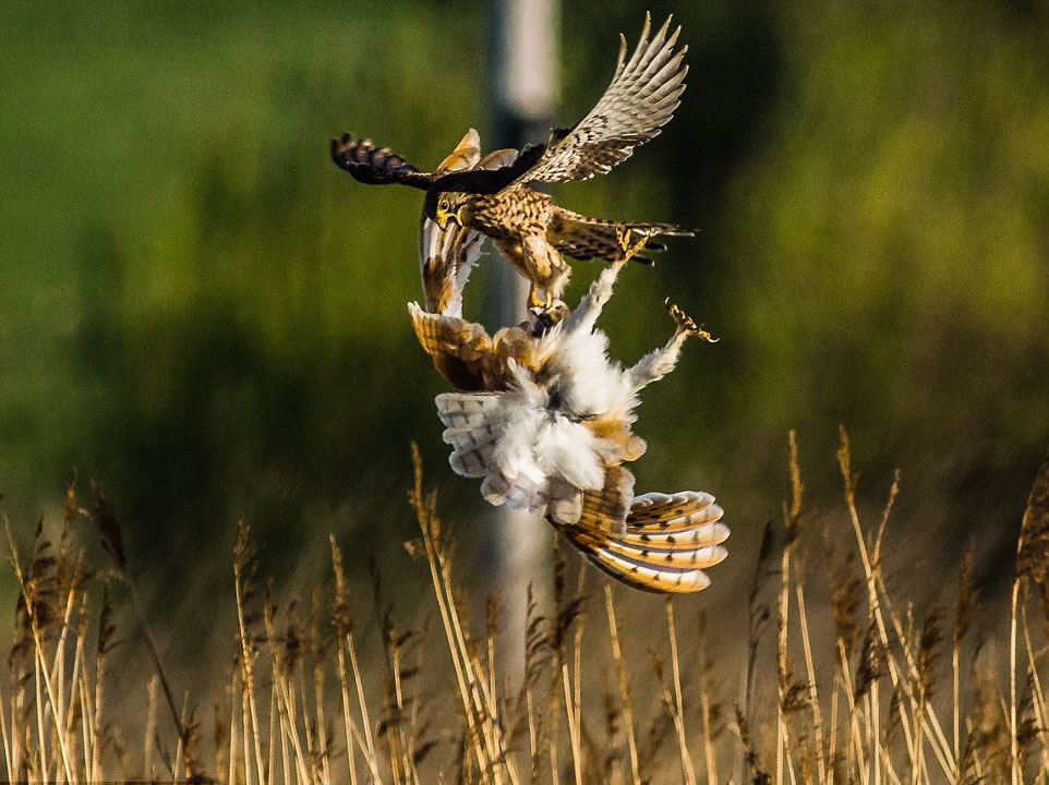 巨大的冲击力使得毫无戒备的仓鸮在空中打了个转儿。