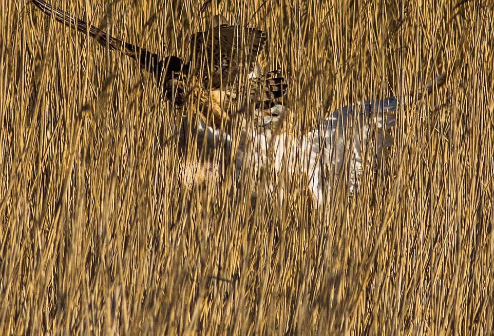 一番厮打之后,茶隼成功夺取食物。