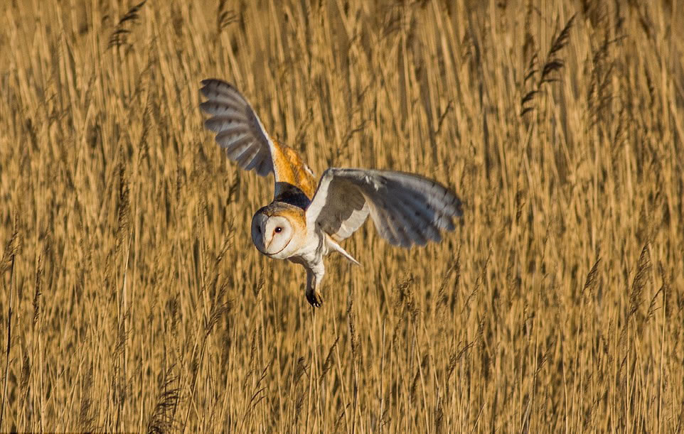 仓鸮铩羽而归,只得继续去别处继续寻找食物。