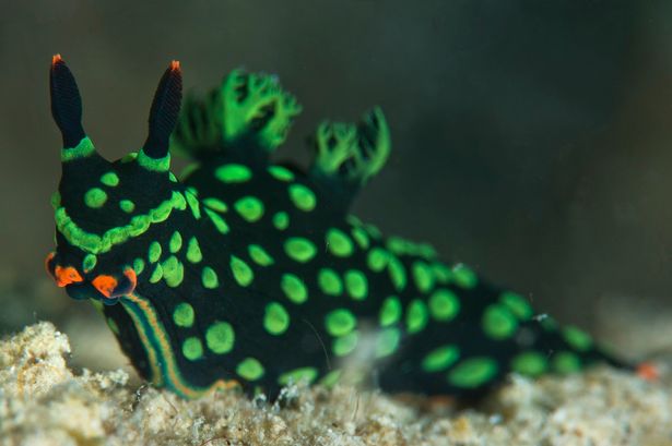 马来西亚东部卡帕莱岛附近水域中发现世界上首只双头双性的彩色海蛞蝓