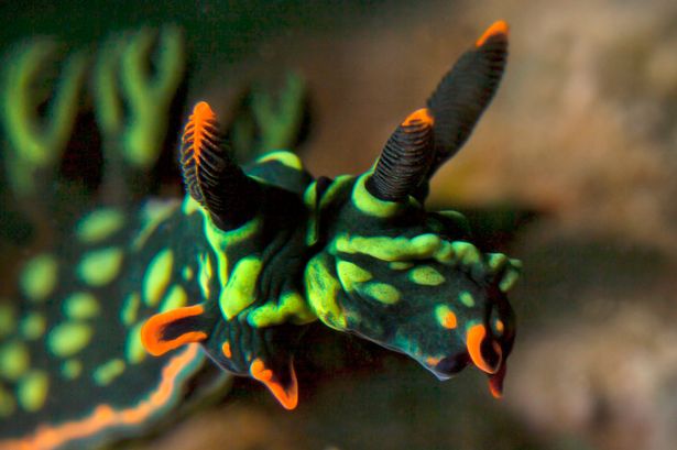 马来西亚东部卡帕莱岛附近水域中发现世界上首只双头双性的彩色海蛞蝓