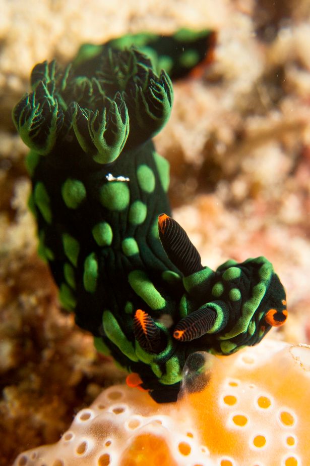 马来西亚东部卡帕莱岛附近水域中发现世界上首只双头双性的彩色海蛞蝓