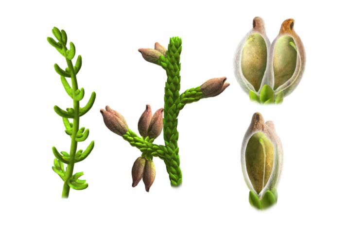 世界上第一朵“花”Montsechia vidalii复原图