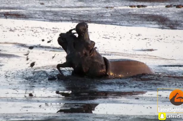 南非克鲁格国家公园饥饿母狮将黑斑羚追赶到泥塘中被河马坐收渔翁之利