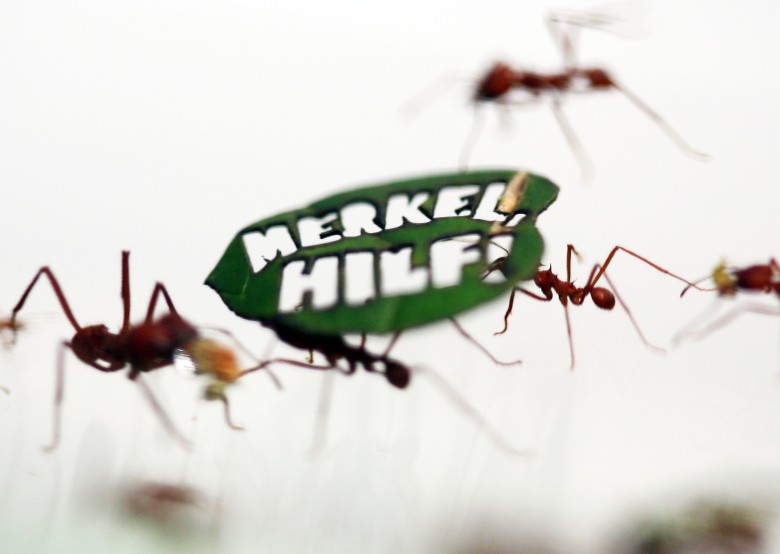 “默克尔,帮帮忙”!生态学家利用蚂蚁表达诉求