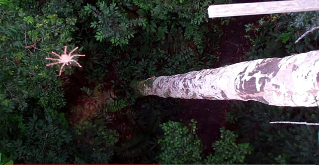 一只能够在空中滑行和控制的夜间蜘蛛