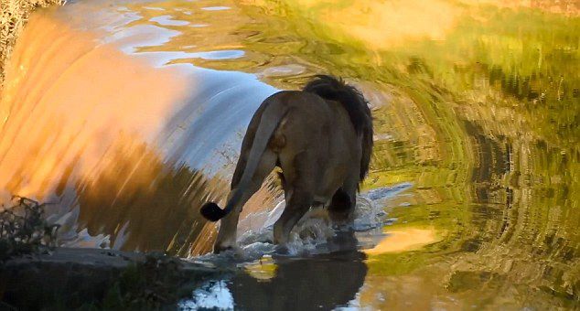 ���ް���������ʨ���ӱ��ٲ�����