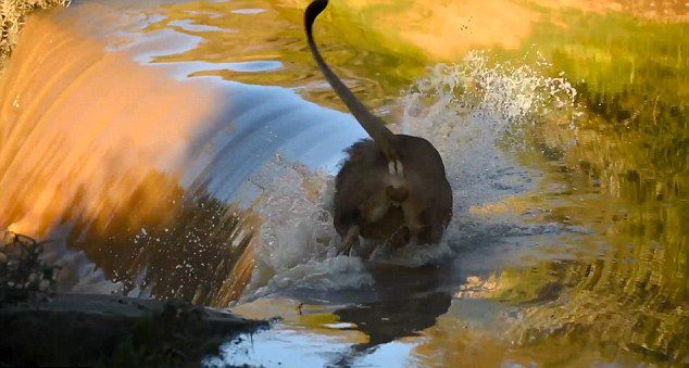 ���ް���������ʨ���ӱ��ٲ�����