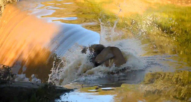 ���ް���������ʨ���ӱ��ٲ�����