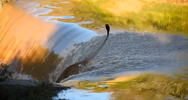 ���ް���������ʨ���ӱ��ٲ�����