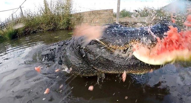 美国鳄鱼摔跤手Jason McDonald为测试鳄鱼咬合力 用连续镜头记录短吻鳄咬爆大西瓜