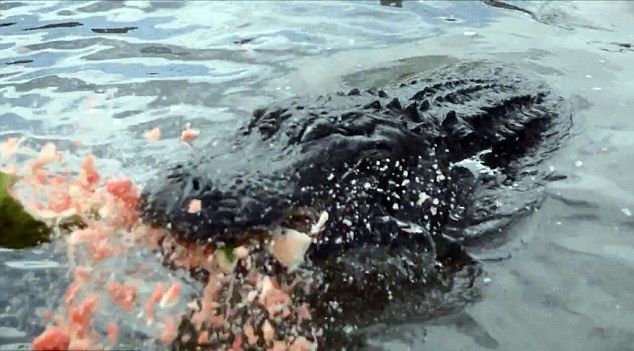 美国鳄鱼摔跤手Jason McDonald为测试鳄鱼咬合力 用连续镜头记录短吻鳄咬爆大西瓜