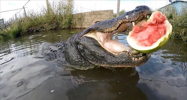 美国鳄鱼摔跤手Jason McDonald为测试鳄鱼咬合力 用连续镜头记录短吻鳄咬爆大西瓜