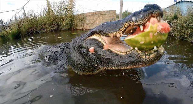 美国鳄鱼摔跤手Jason McDonald为测试鳄鱼咬合力 用连续镜头记录短吻鳄咬爆大西瓜