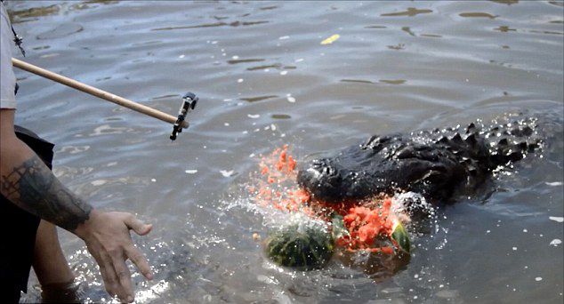 美国鳄鱼摔跤手Jason McDonald为测试鳄鱼咬合力 用连续镜头记录短吻鳄咬爆大西瓜