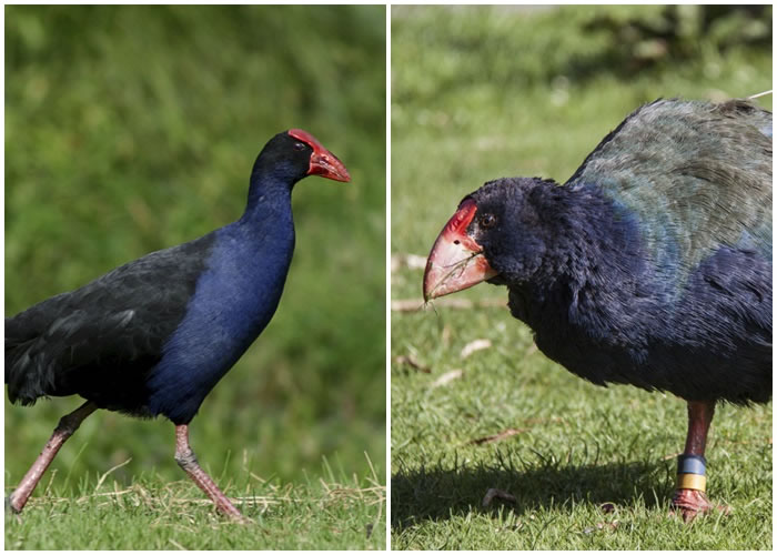 4ֻ���������ң����󵱳���ˮ�����󣩶�����ɱ��