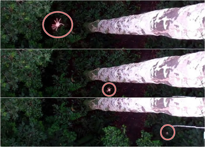 这种蜘蛛(红圈)能够在半空中急速转向