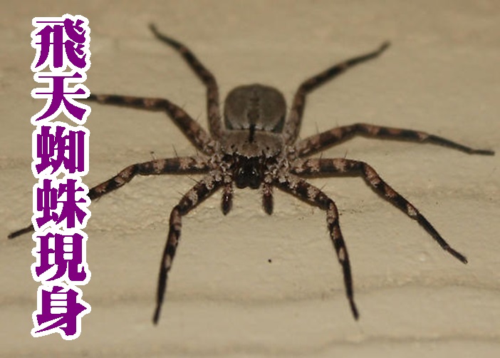 这种会“飞”的蜘蛛令科学家感震惊