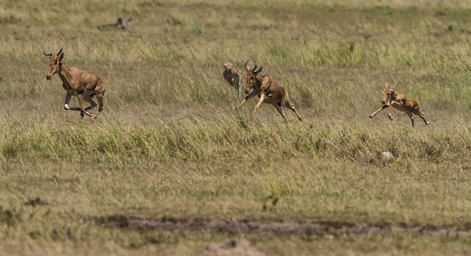 非洲羚羊遭猎豹偷袭侥幸逃脱
