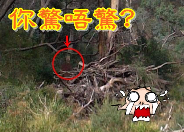 “红衣男鬼”(红圈)站在枯枝后。