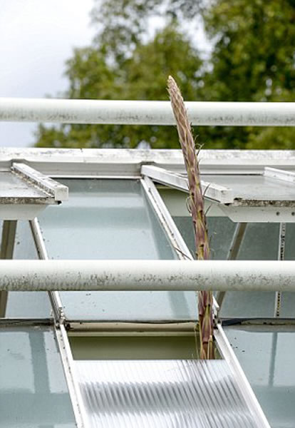 英国皇家植物园龙舌兰的花穗一夜间长高46厘米