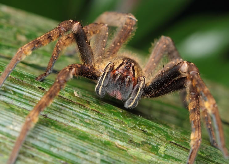 ֩붾Һеĳɷ֣ɳΪ׳ҩ