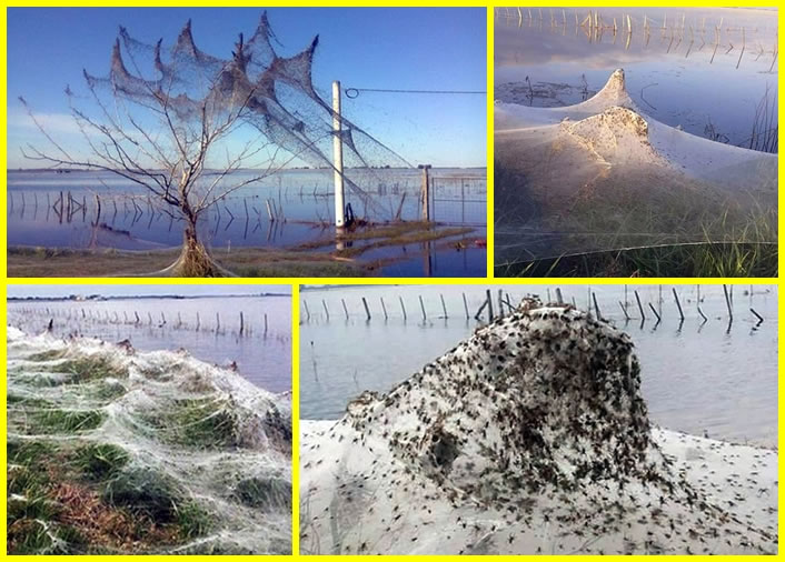 水灾后大批蜘蛛逃亡迁徙,在镇上到处结上蛛网。