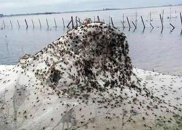 数千只蜘蛛在蛛网上爬行