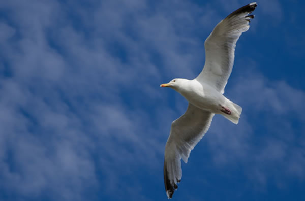 Ӣ��ý���ʱ�г�����ŸϮ���˵ı��������ֺ�Ÿ����޴󣬳��չ�����ȳ���1.5�ף������ó���������ȴ����