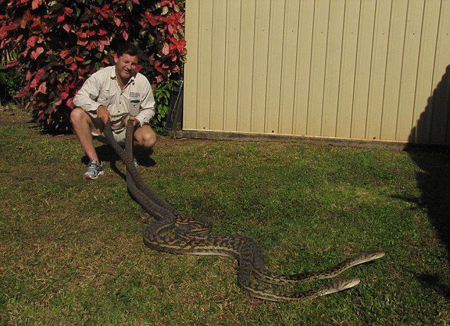 澳大利亚2条长达4.5米的母蟒蛇因为交配问题而大打出手