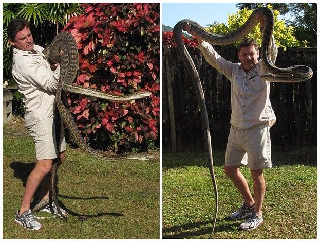 澳大利亚2条长达4.5米的母蟒蛇因为交配问题而大打出手