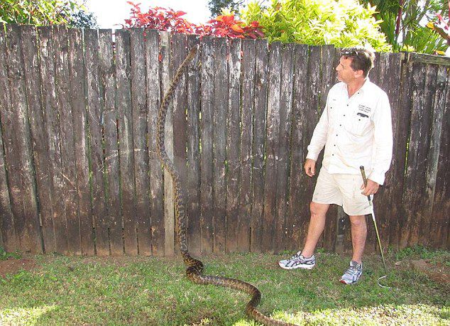 澳大利亚2条长达4.5米的母蟒蛇因为交配问题而大打出手