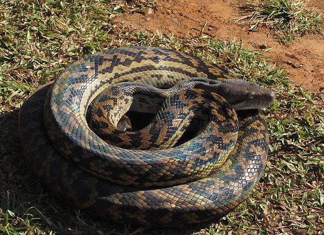 澳大利亚2条长达4.5米的母蟒蛇因为交配问题而大打出手