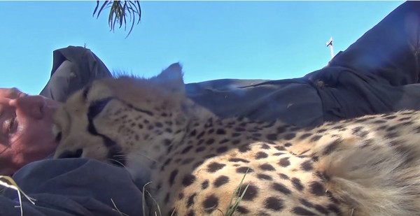 猎豹Eden舒服的靠在志工Dolph C. Volker的手臂上