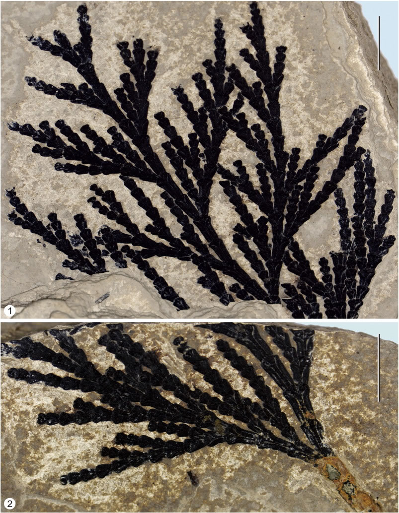 图1 发现于云南晚中新世的翠柏植物化石