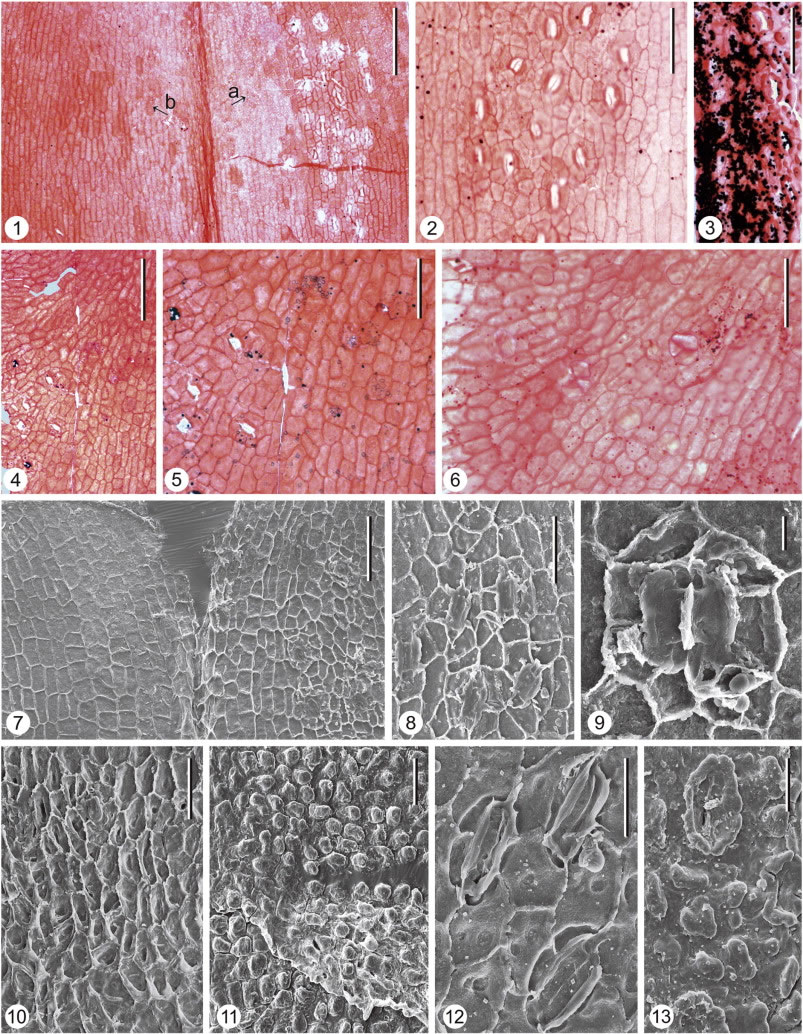 图2 翠柏植物化石角质层结构