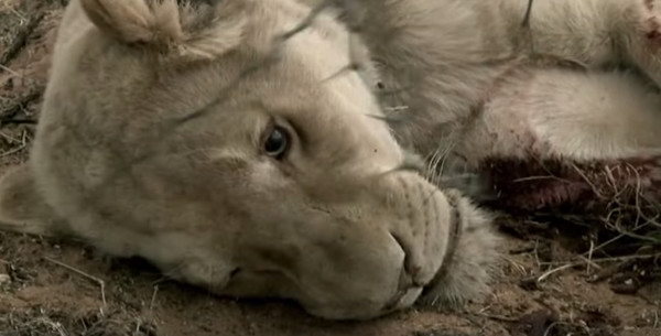 南非有狮子养殖场专门提供人类进行狩猎活动