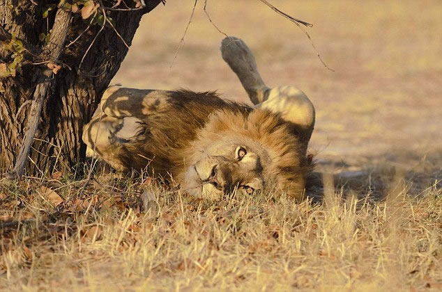 ˹Τ��˹����������ʨ��������������Ƭ����facebook��Ϊ�����ա�